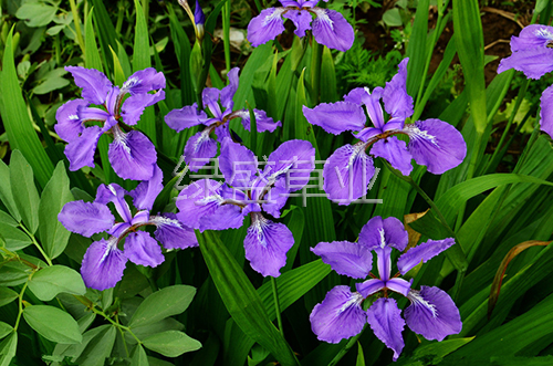 藍花鳶尾